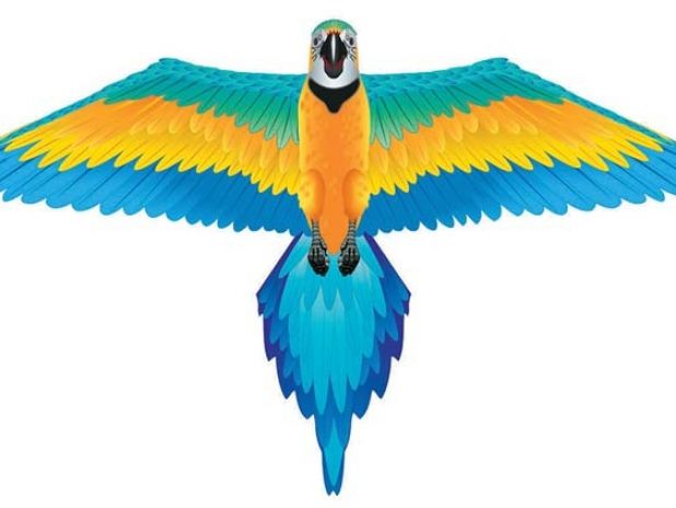 Latawiec BRAINSTORM - WNS Rainforest 36x61